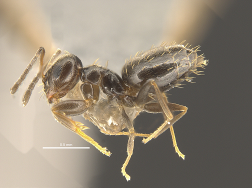Profile view of Brachymyrmex patagonicus, an urban pest in the US but a new exotic ant species detected in Hong Kong. (photo credit：The University of Hong Kong)
